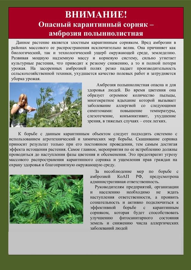 Внимание! Опасный карантинный сорняк - амброзия полыннолистная